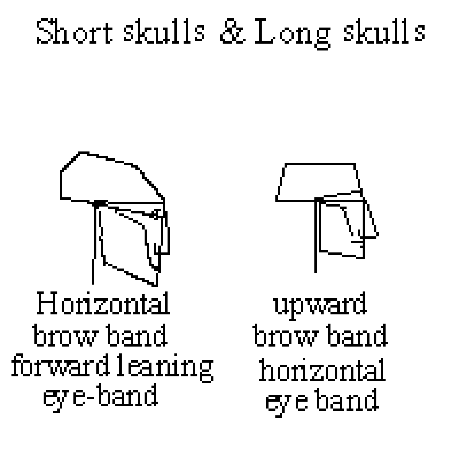 short-skulls-long-skulls